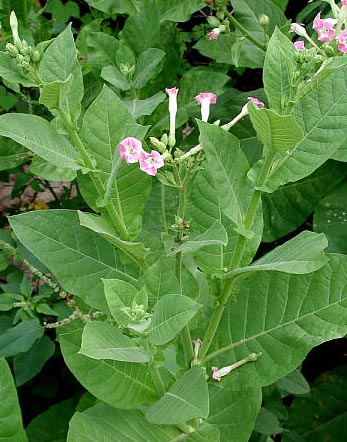 Tobacco Nicotiana tabacum